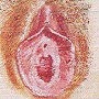 schema de la vulve