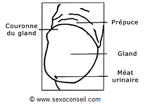 /resources/fI2fNZgJi0xh/gland-dessus.jpg