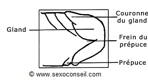 /resources/rBcCVGjlLMBJ/gland-dessous.jpg