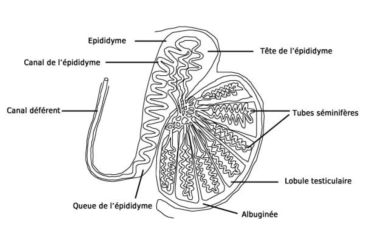 schéma coupe d'un testicule