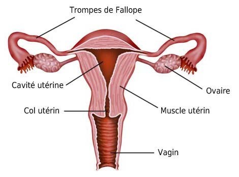 schéma coupe transversale utérus