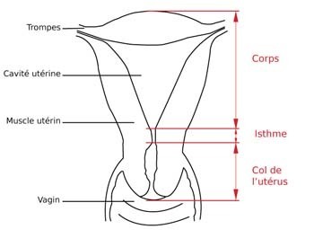 schéma coupe utérus