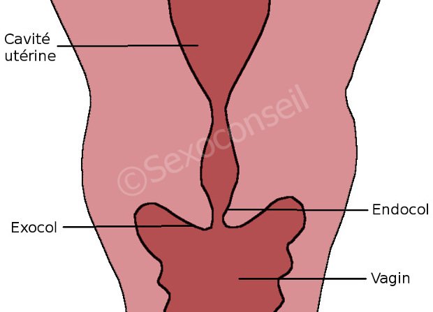 Exocol et endocol pointé sur un schéma de l'utérus