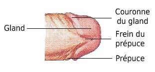 schéma gland de la verge vue de dessous