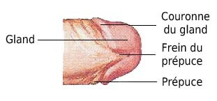 schéma gland