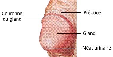 schéma gland vue du dessus