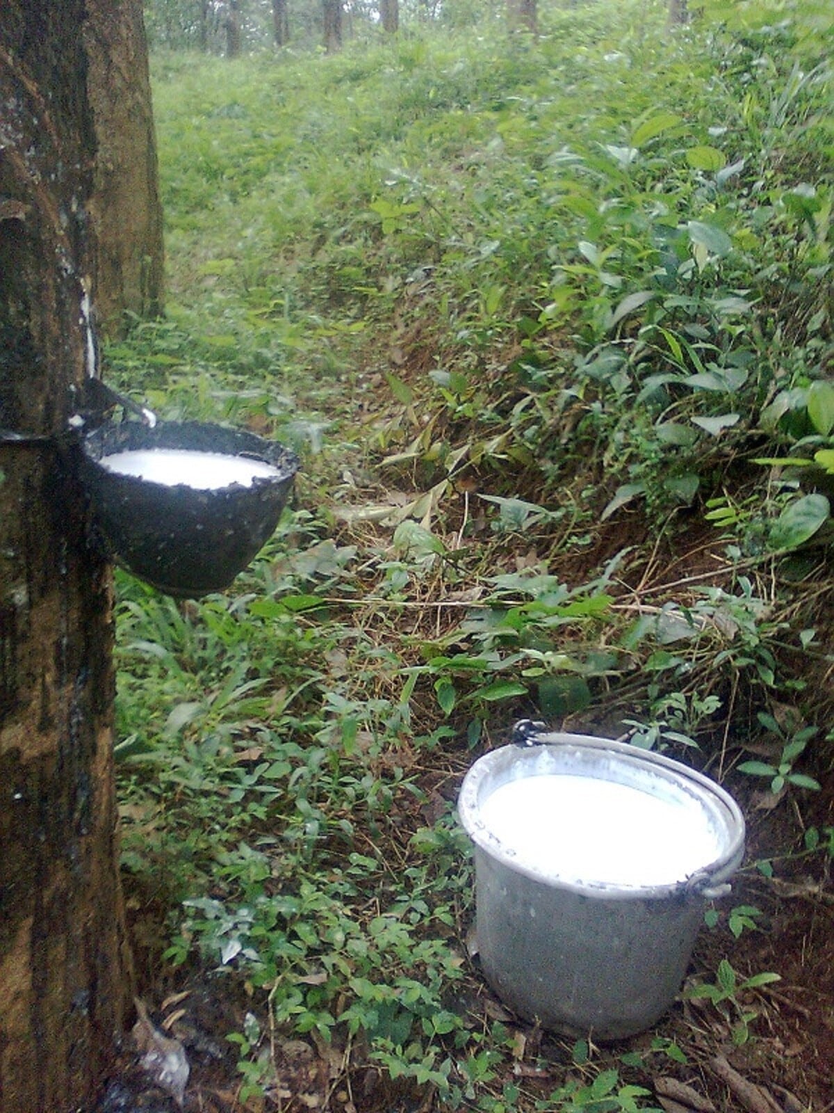 recolte du latex sur l'arbre à caoutchouc