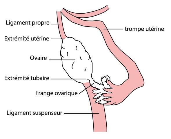 schéma ovaire