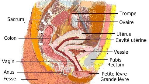 coupe verticale appareil génital féminin