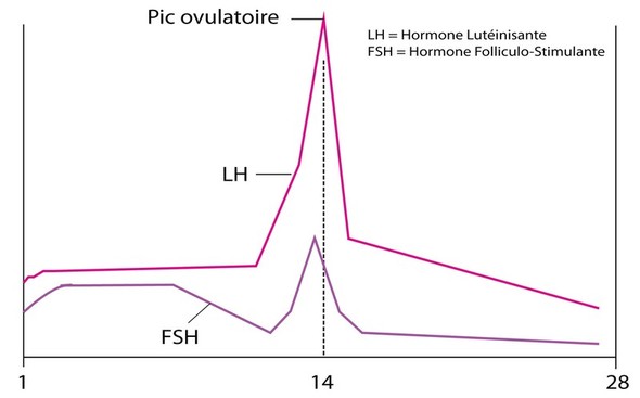 schéma courbe FSH et LH