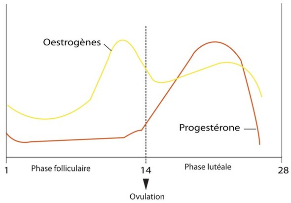 schéma courbe progesterone et oestrogène