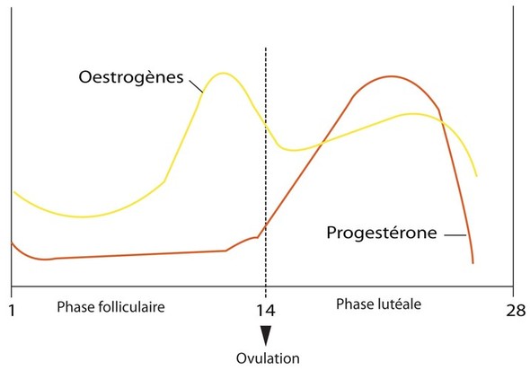 Cycle Hormonal - Cycle Ovarien - Phase Lutéale