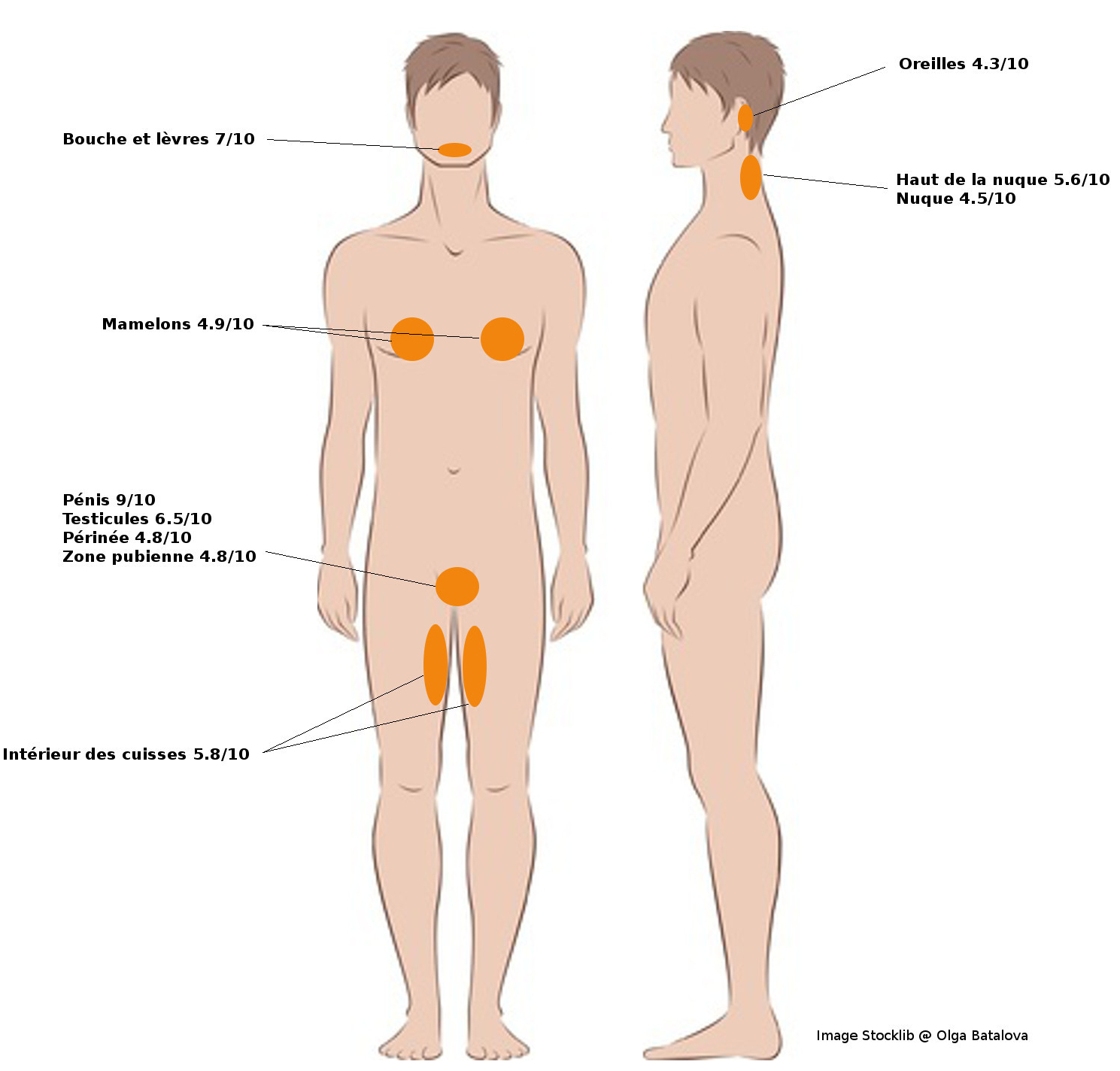 emplacement des zones érogènes sur le corps de l'homme