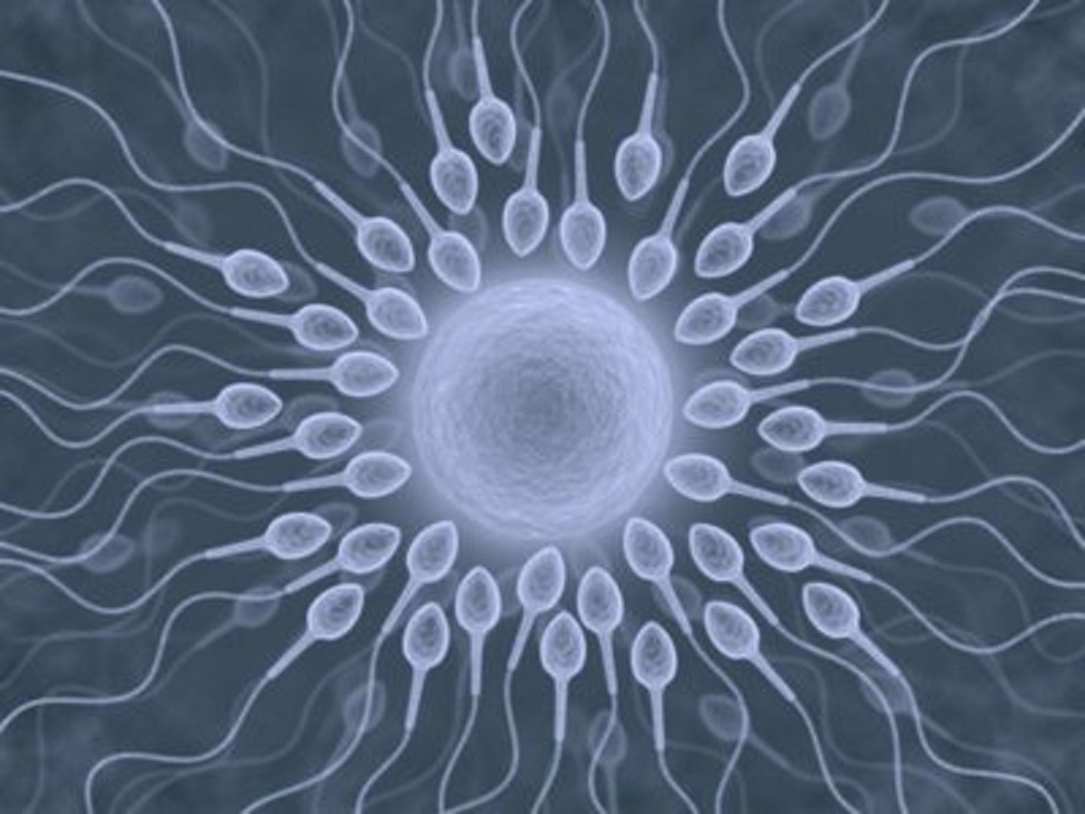 X-ray de spermatozoïdes autour d'un ovule