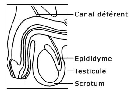 schéma testicules