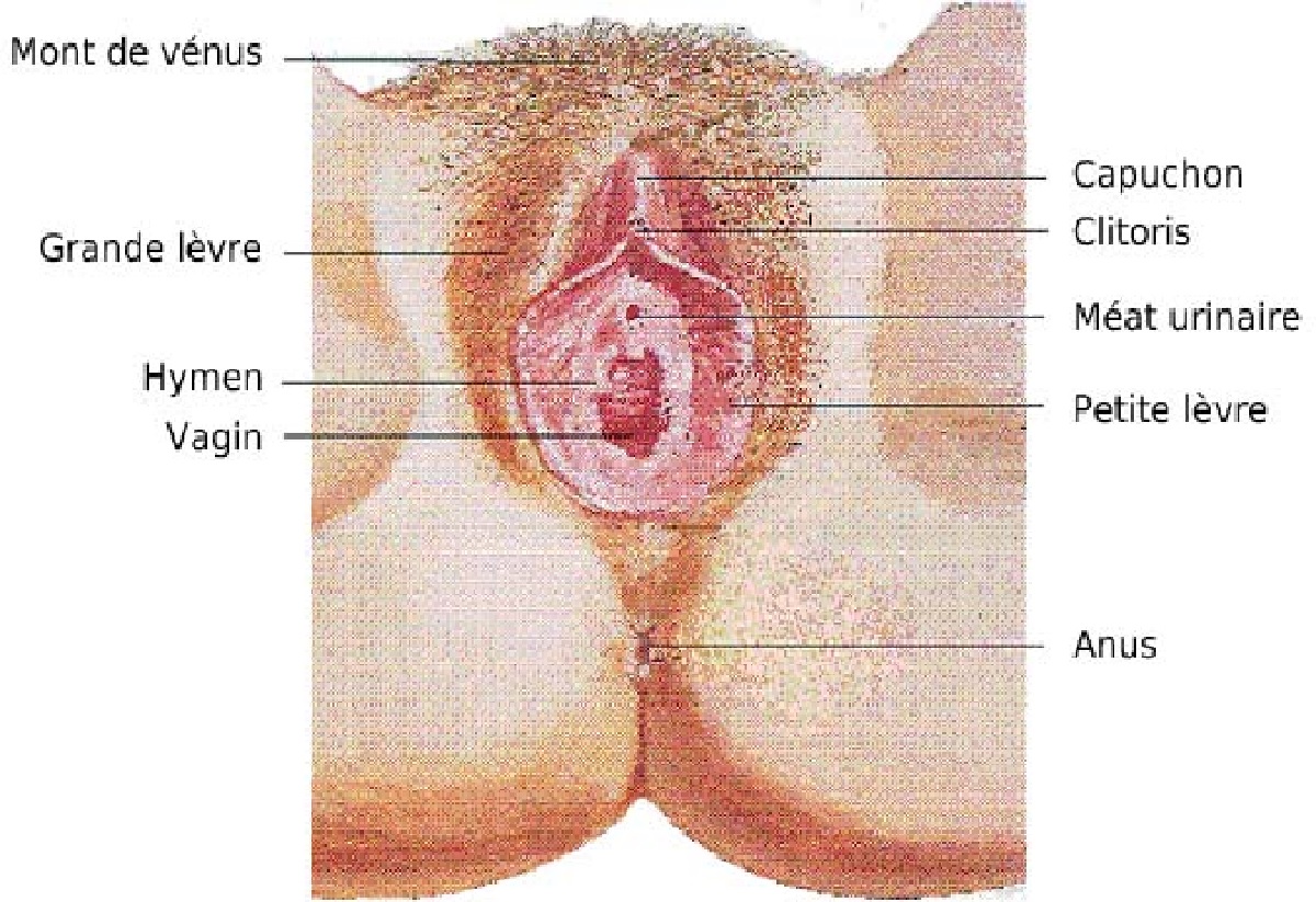 schéma du clitoris