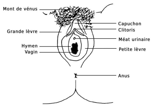 La Vulve - Anatomie Féminine - Organes sexuels externes - Mont de ...