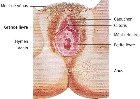 schéma appareil génital femme